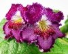 Streptocarpus OD-IGRA VOOBRAZHENIYA - OD-GAME OF IMAGINATION 